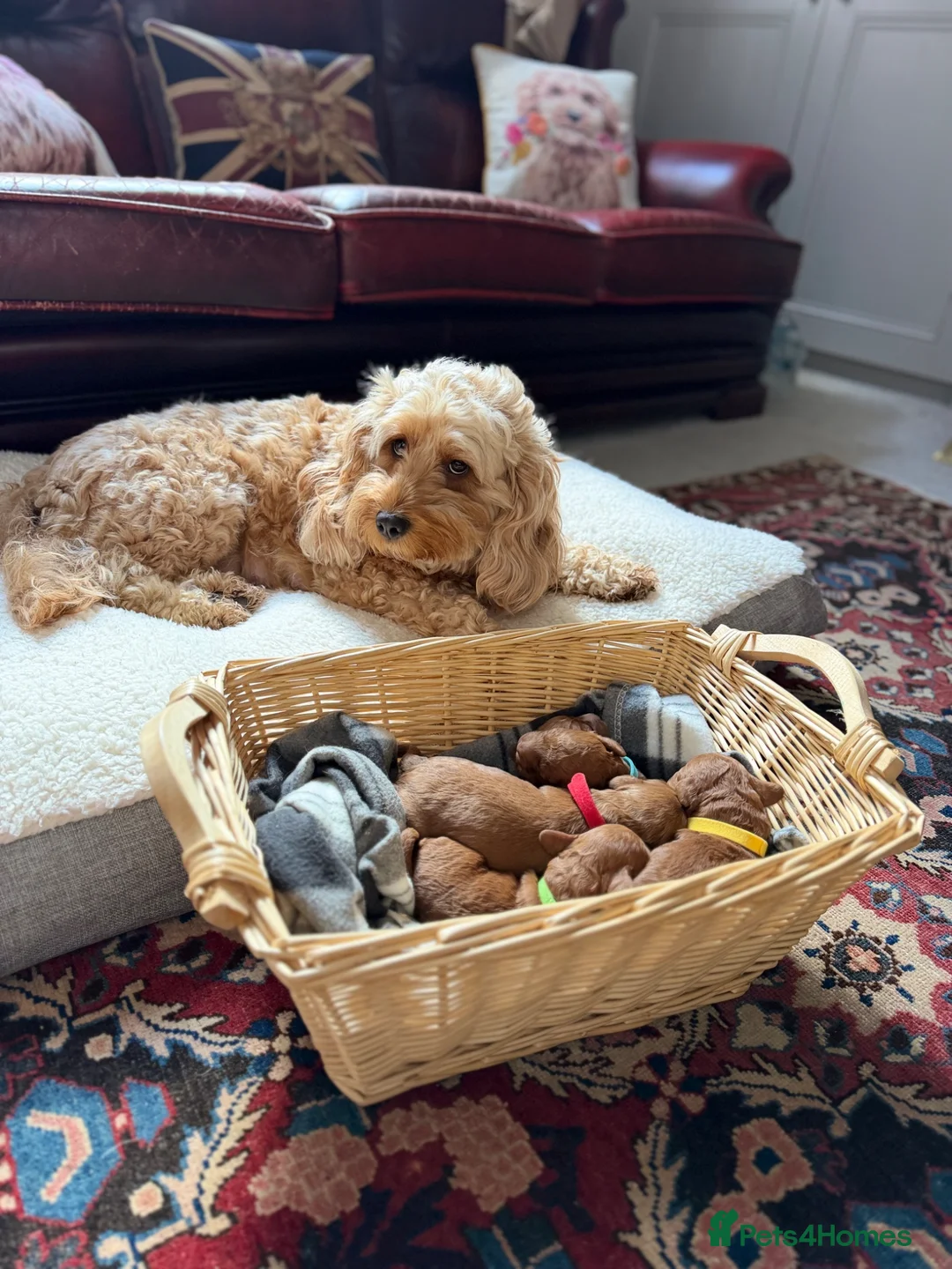 Cockapoo dogs for sale: F1B 4 very handsome cockapoo boys for sale - Advert 1