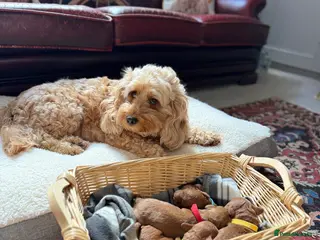 Cockapoo dogs F1B 4 very handsome boys for sale - Advert 1
