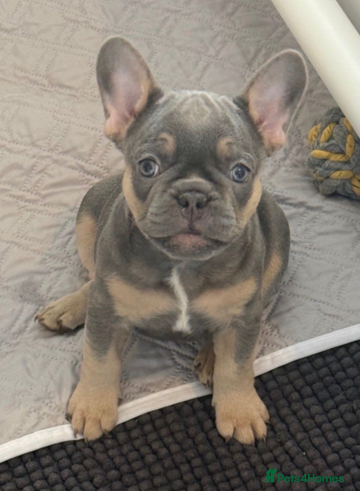 French Bulldog dogs French Bulldog Puppies  - Advert 11
