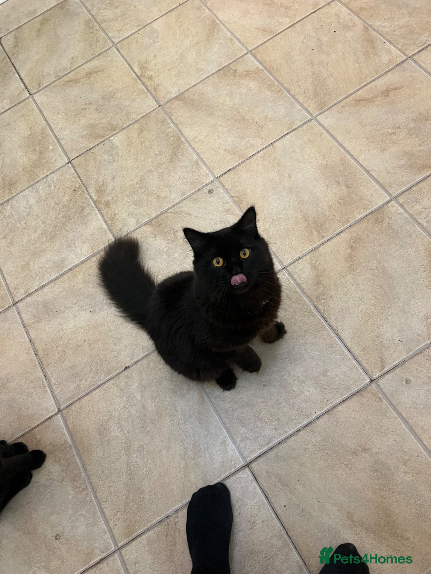 Persian cats for sale: Chubby chocolate 1y 6mths old boy - Advert 1
