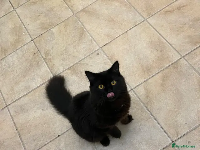 Persian cats for sale: Chubby chocolate 1y 6mths old boy - Advert 2