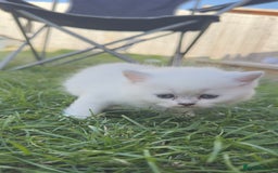 British Longhair cats for sale: 6 Adorable British ShortHair X LongHair kittens .  - Image 17