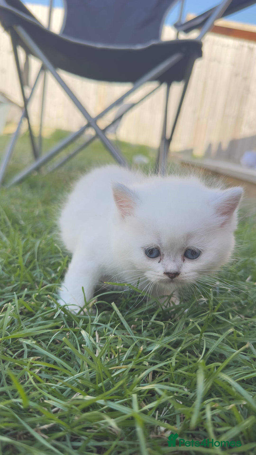 British Longhair cats for sale: 6 Adorable British ShortHair X LongHair kittens .  - Image 17