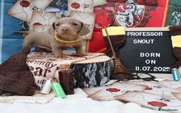 Miniature Dachshund dogs for sale: KC Reg short haired miniature dachshunds - Image 16