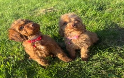 Cockapoo dogs for sale: Stunning Fox Red f1 cockapoo puppies  - Image 18