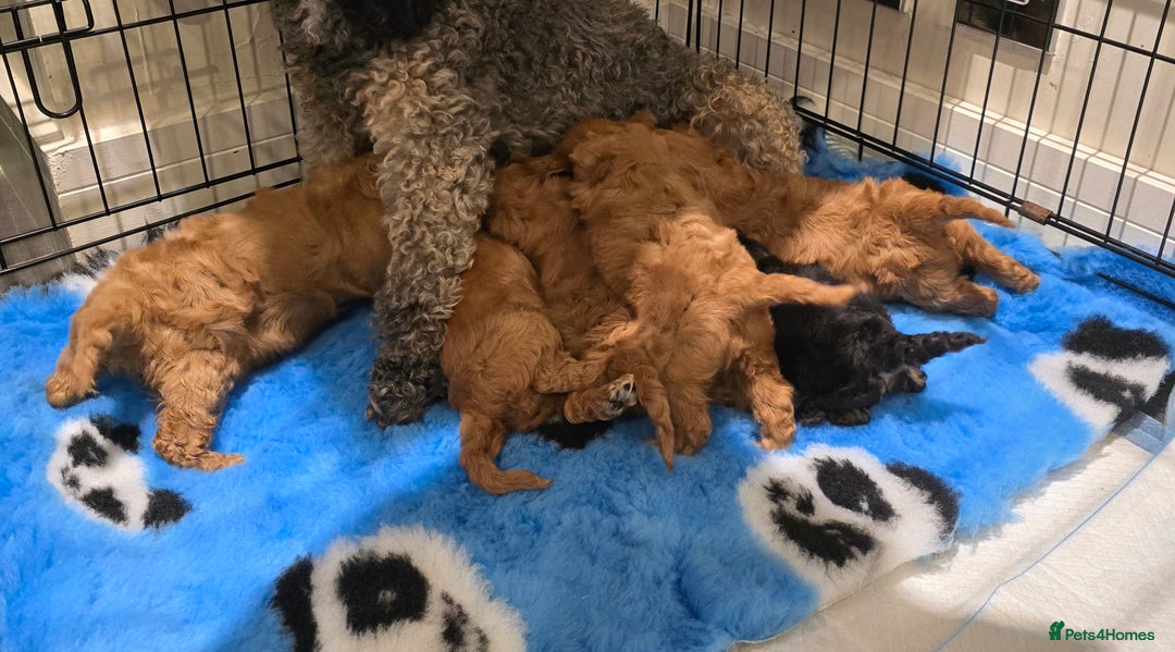 Cavapoo dogs for sale: Stunning Deep red health tested f1 cavapoos  - Image 20