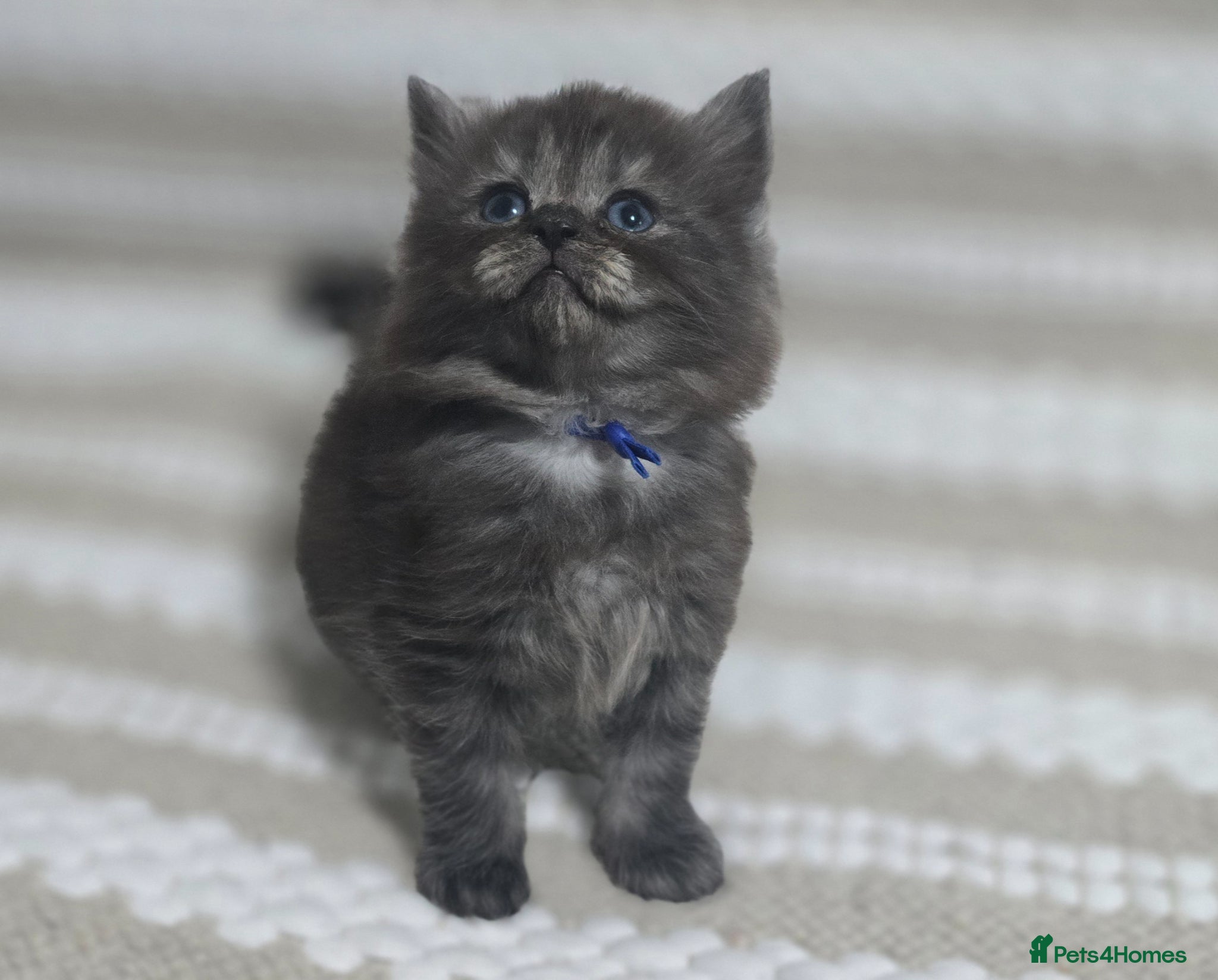 Maine Coon cats Stunning ragdoll/mainecoon babies  - Advert 16