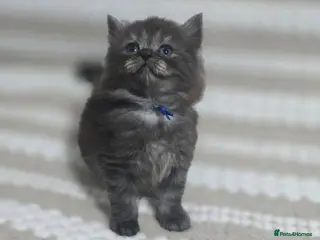 Maine Coon cats Stunning ragdoll/mainecoon babies - Advert 16