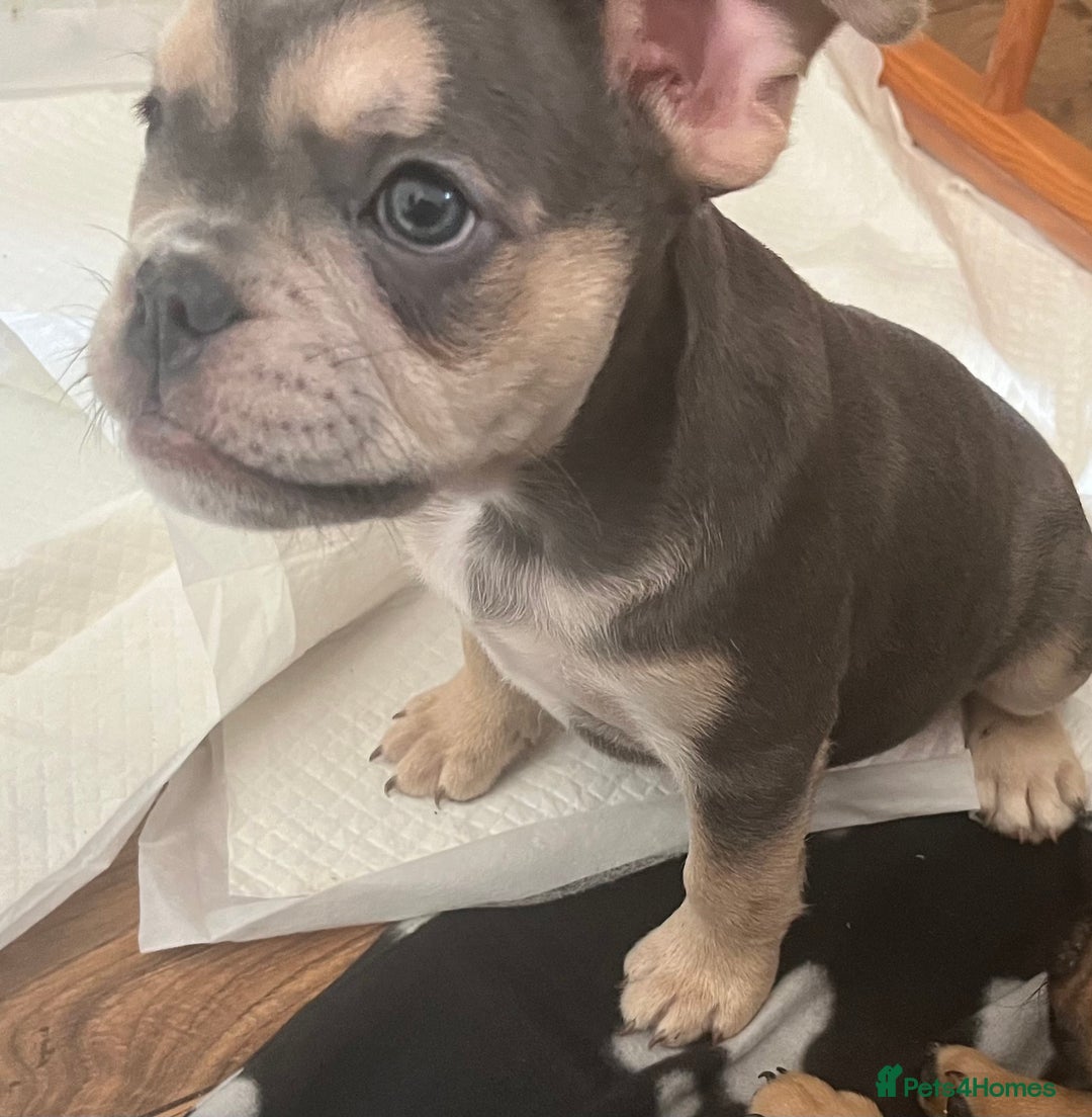 Mixed Breed dogs for sale: Beautiful female puppy ready today  - Image 39