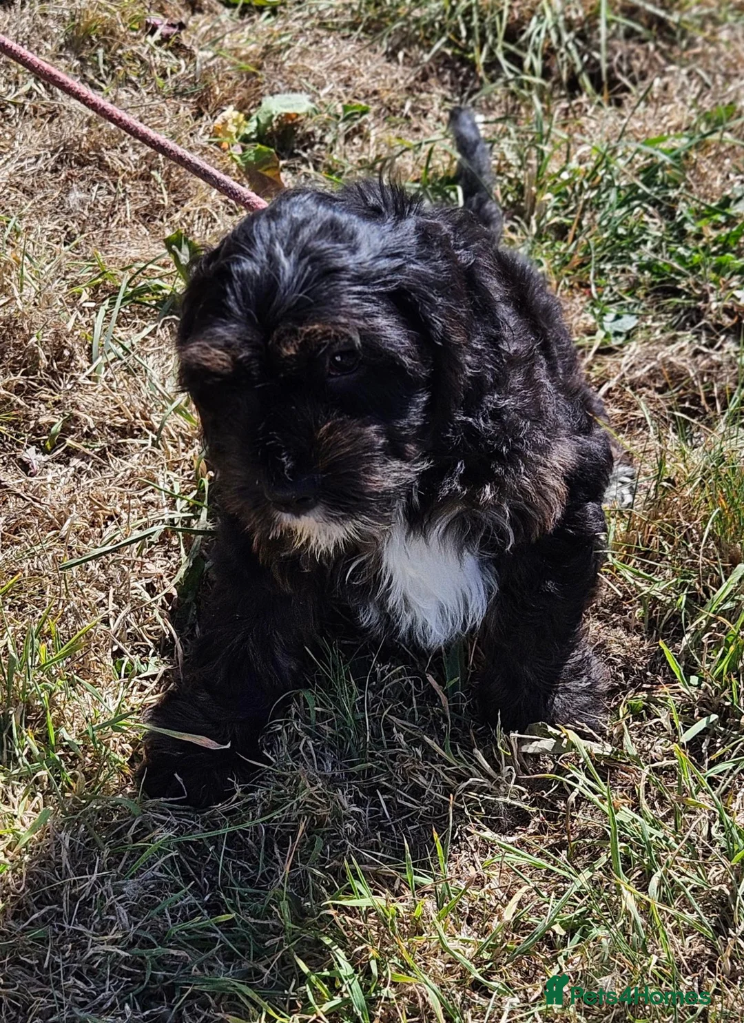 Mixed Breed dogs for sale: Lovely cavapoo x cockalier puppy for sale  - Advert 1