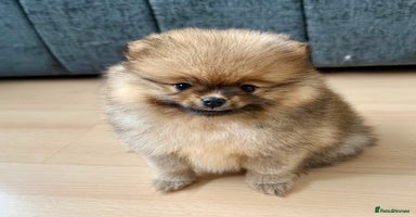Pomeranian dogs - Advert 4