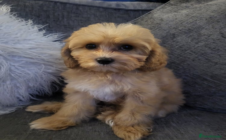 Cavapoochon dogs - Advert 13