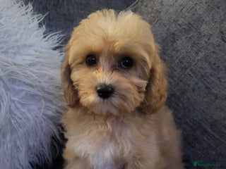 Cavapoochon dogs - Advert 21
