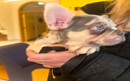 French Bulldog dogs for sale: French bulldog puppies fluffy carriers  - Image 32