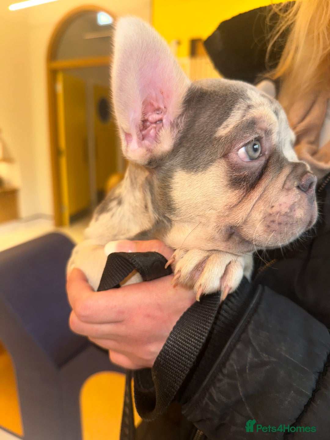 French Bulldog dogs for sale: French bulldog puppies fluffy carriers  - Image 32