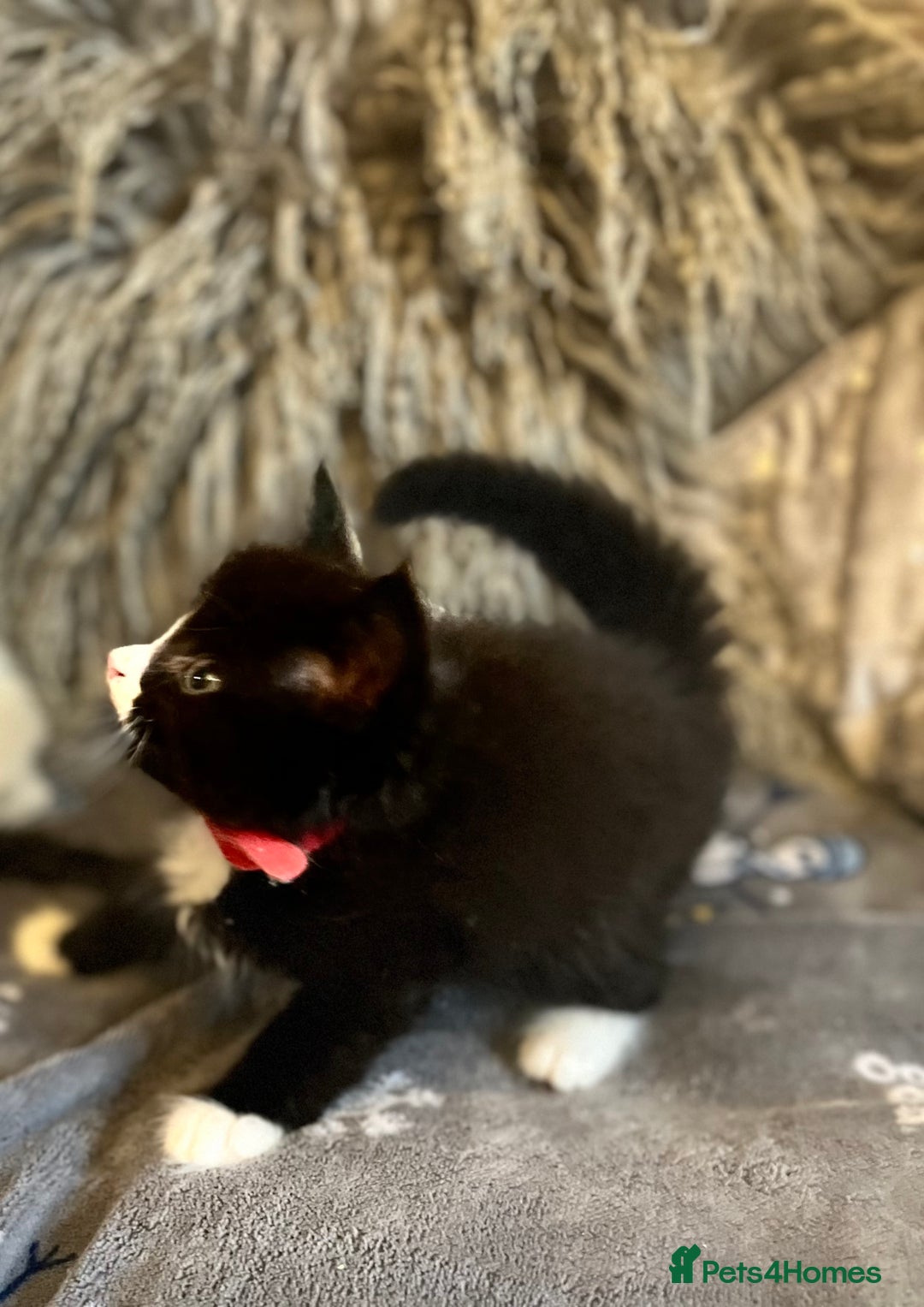 Mixed Breed cats for sale: Fluffy black and white kittens  - Advert 10