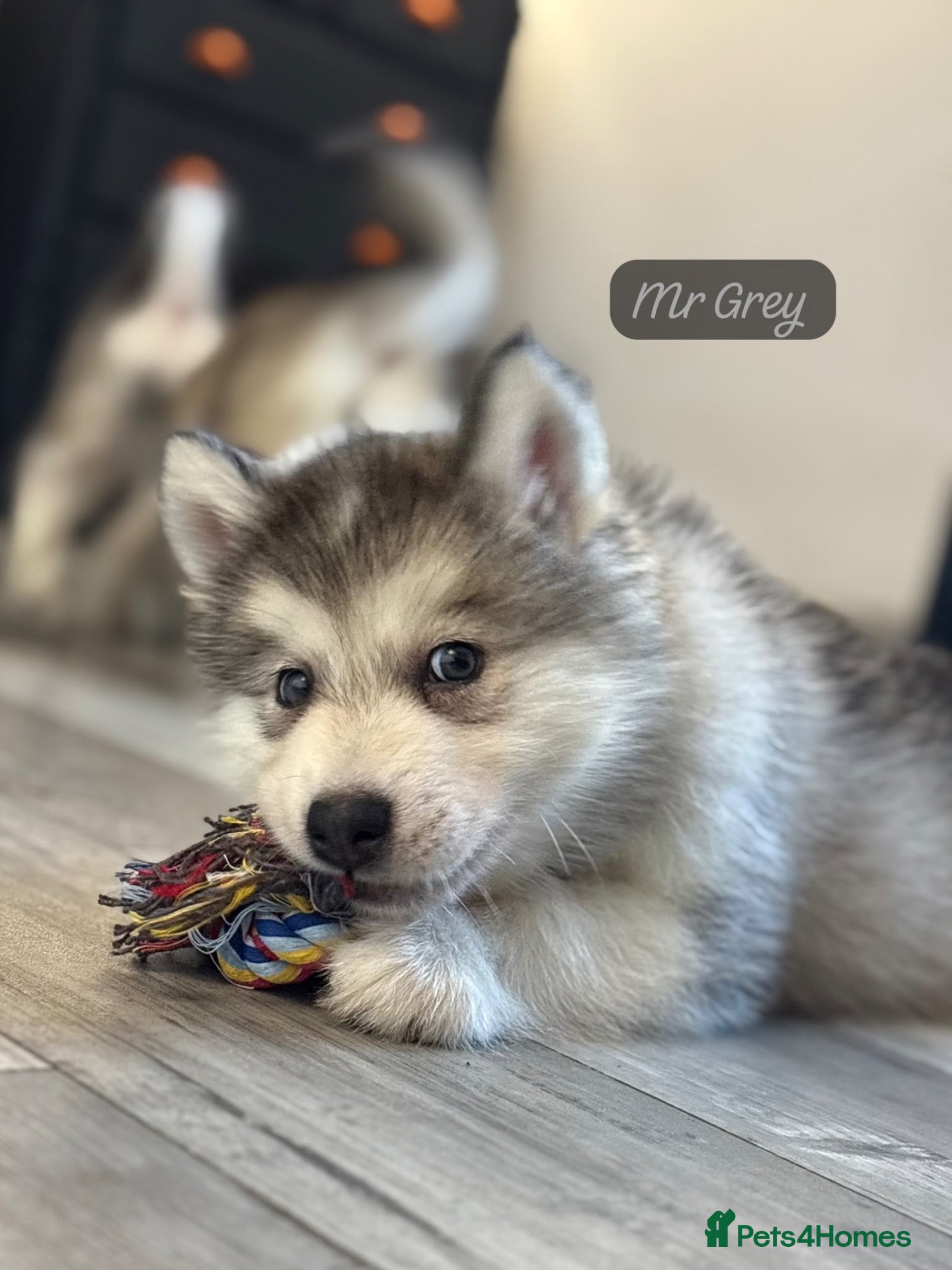 Alaskan Malamute dogs READY NOW Champion line KC Alaskan Malamute Pups  - Advert 2