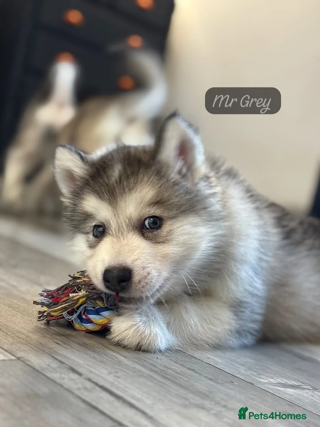 Alaskan Malamute dogs for sale: READY NOW Champion line KC Alaskan Malamute Pups  - Advert 2
