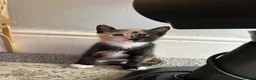 Mixed Breed cats for sale: 2 female kittens available  - Advert 3