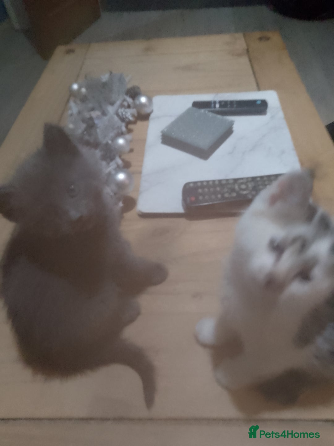 Mixed Breed cats for sale: Beautiful kittens  - Advert 7