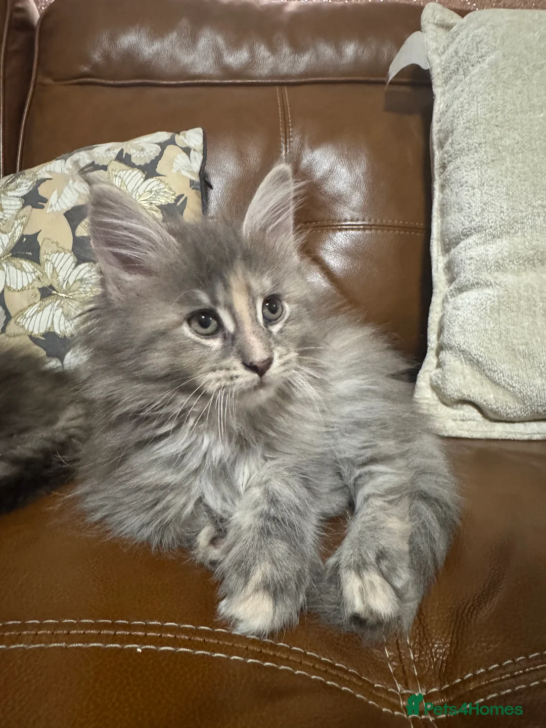 Maine Coon cats for sale: One blue tortie girl Mainecoon left  - Advert 2