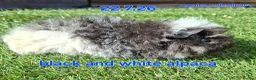 Guinea Pig rodents for sale: Fluffy boy guinea pigs teddy, alpaca, peruvian - Advert 7