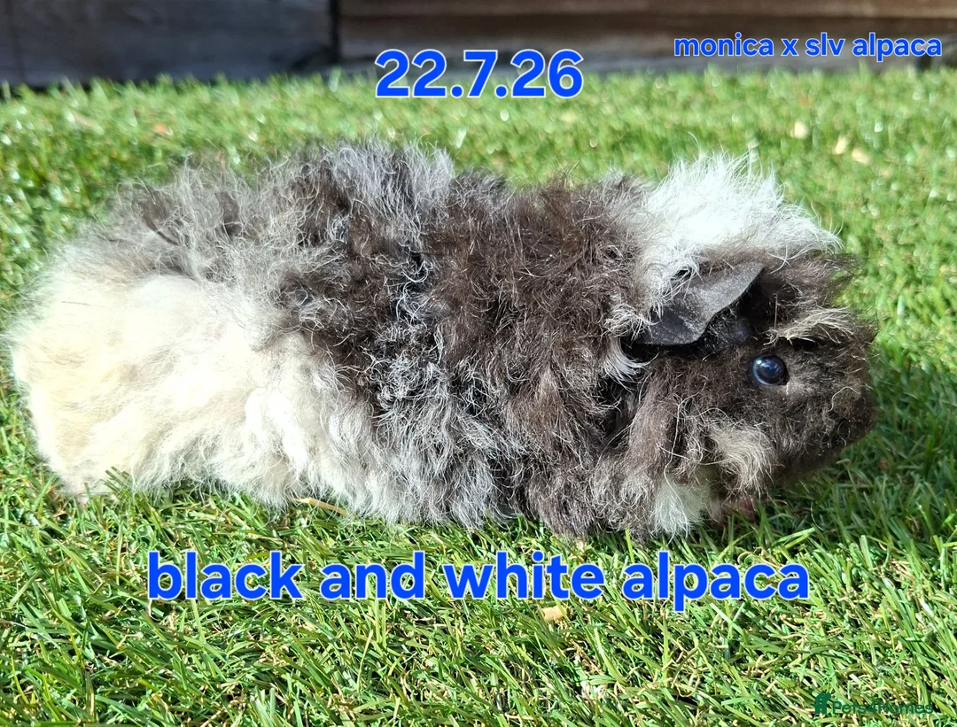 Guinea Pig rodents for sale: Fluffy boy guinea pigs teddy, alpaca, peruvian - Advert 7