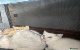 British Shorthair cats for sale: 1 BSH colour point & 4 rainbow BSH Chinchillas - Image 8