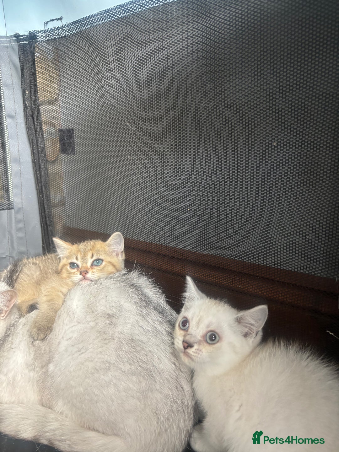 British Shorthair cats for sale: 1 BSH colour point & 4 rainbow BSH Chinchillas - Image 8