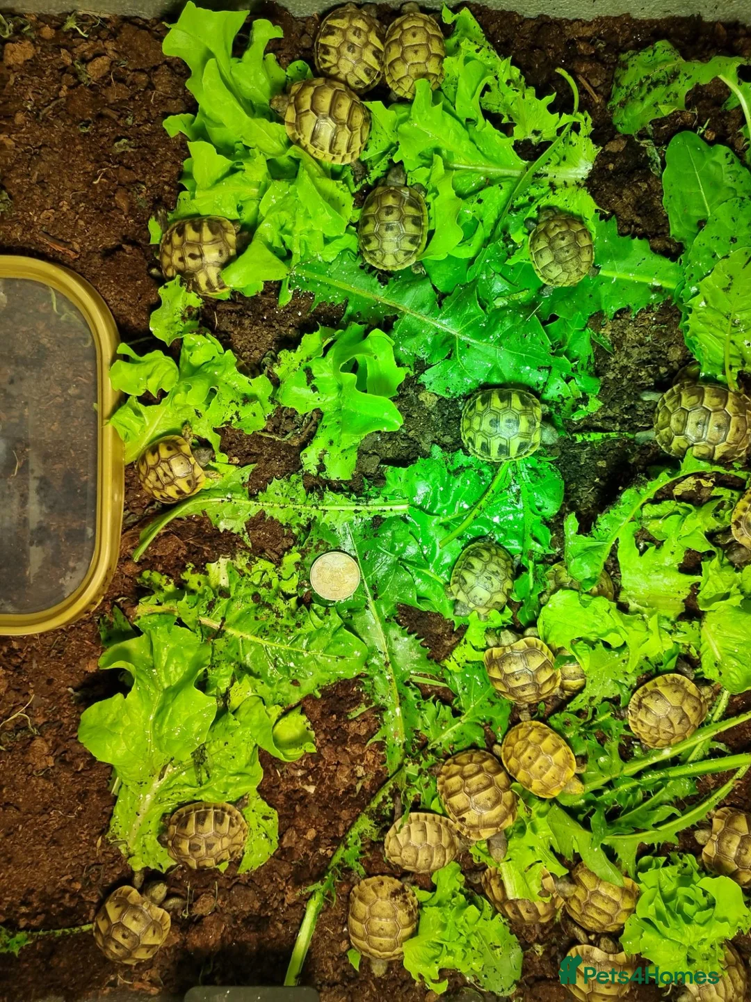 Hermann Tortoise reptiles for sale: Baby Hermann & Spur-thigh Tortoises for sale - Advert 2