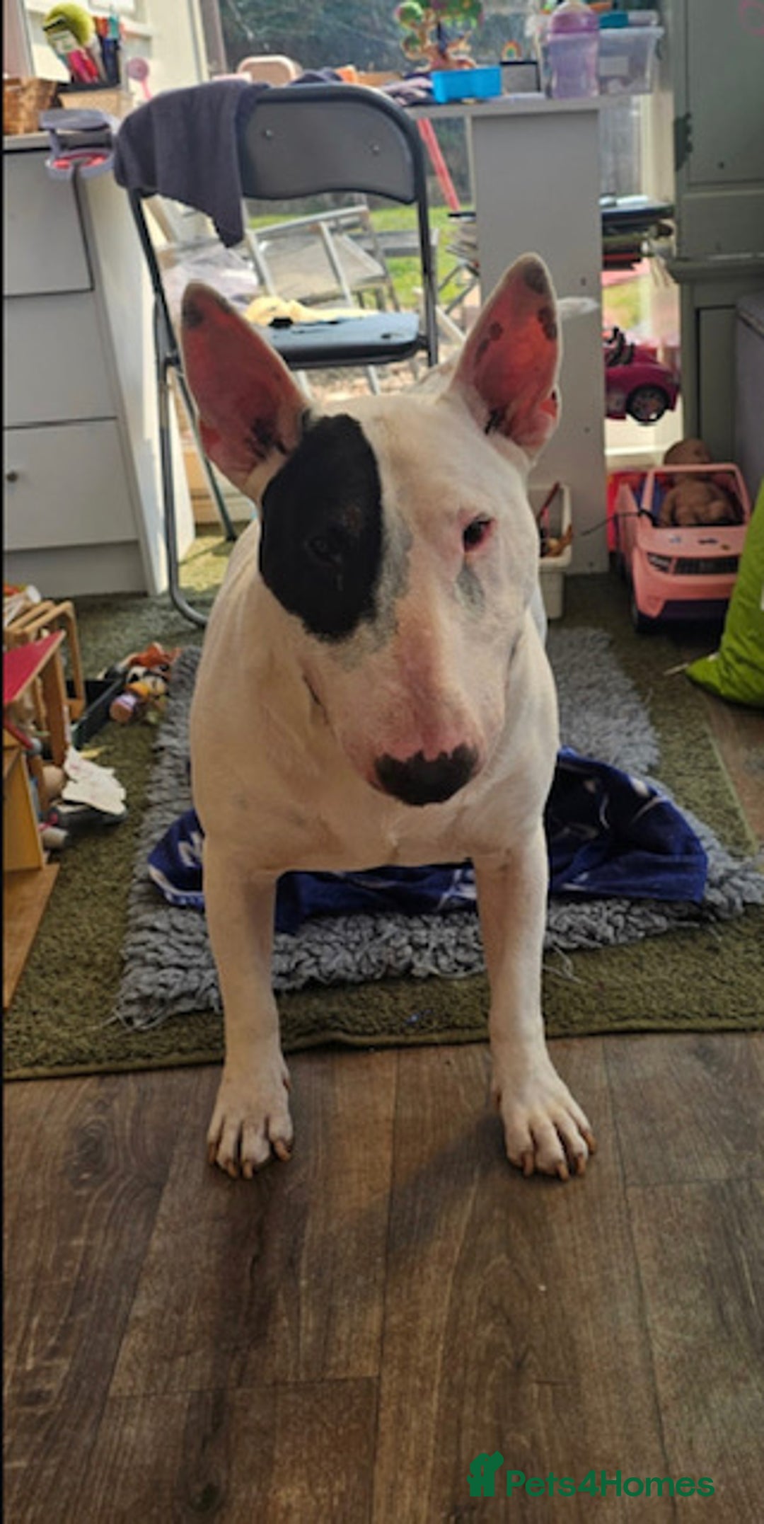 English Bull Terrier dogs for sale: english bull terrier male - Image 1