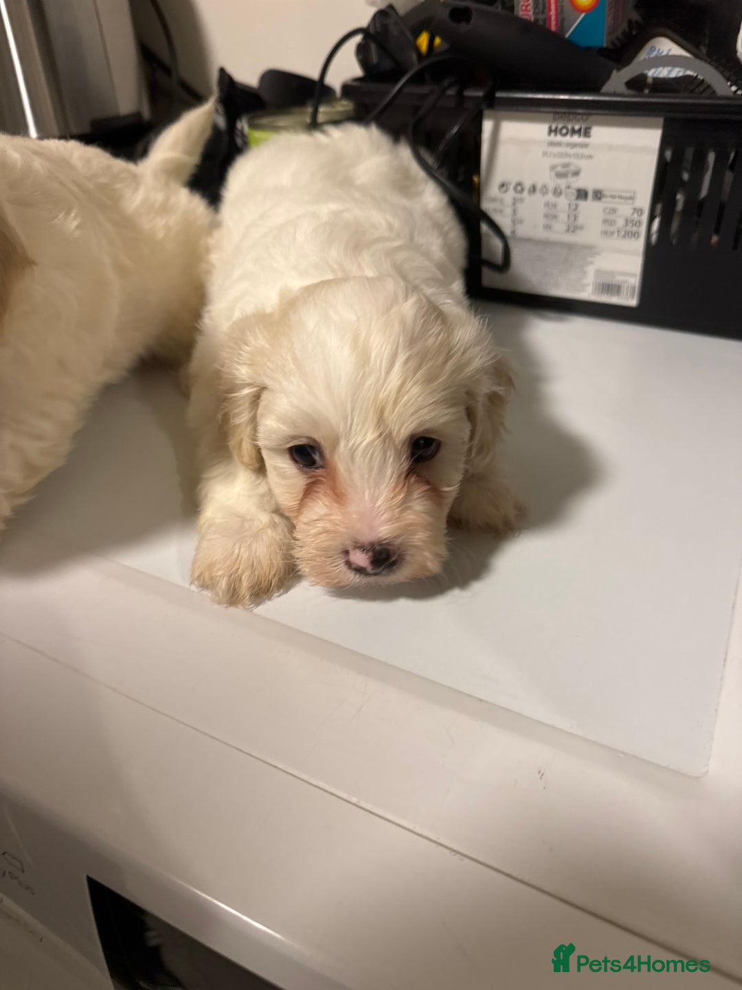 Maltese dogs for sale: Bichone Maltese  - Advert 4