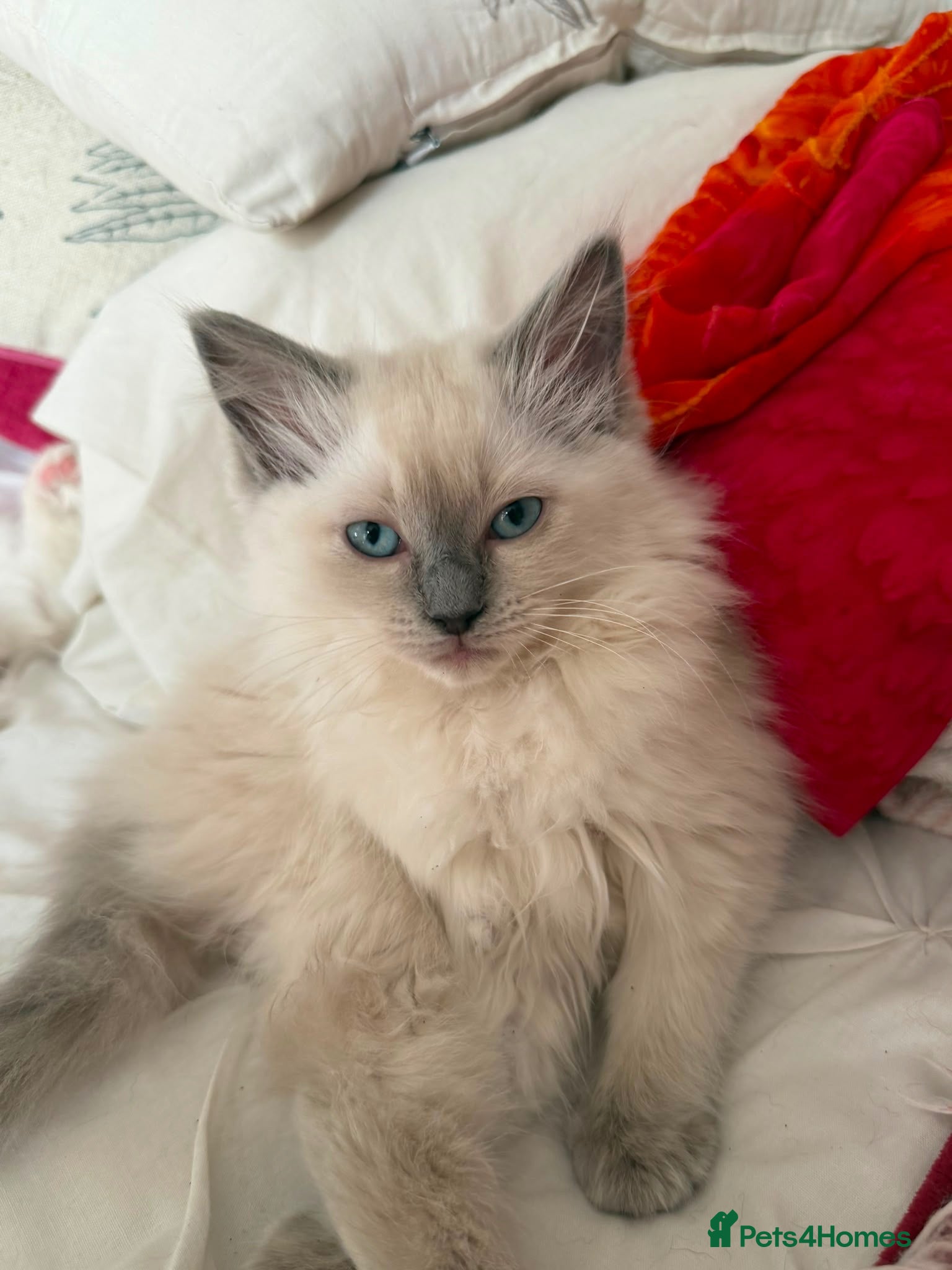 Ragdoll cats Blue point female ragdoll, ready now  - Advert 8