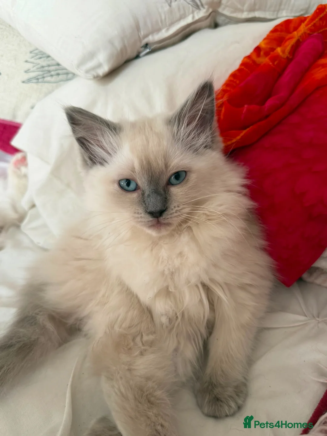 Ragdoll cats for sale: Blue point female ragdoll, ready now  - Advert 2