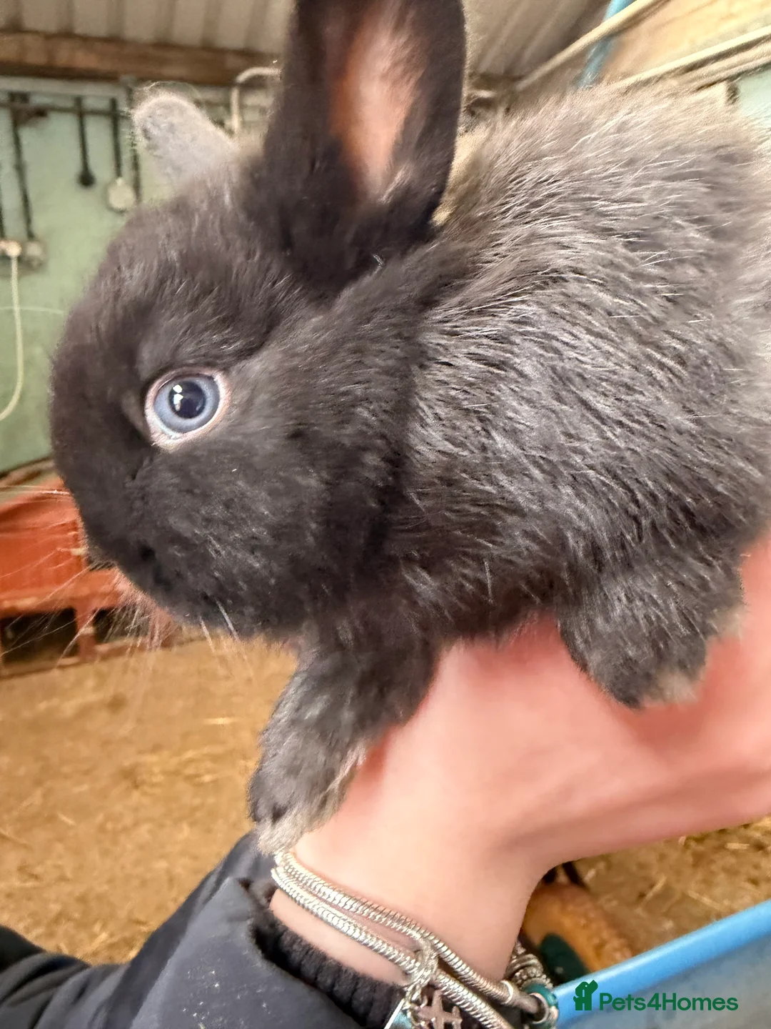 Lionhead rabbits for sale: Pure Lionhead babies 1 x boy 1x girls  - Advert 1
