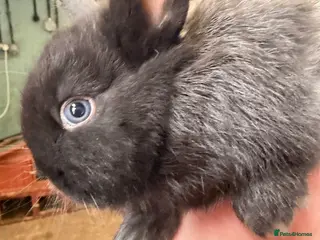 Lionhead rabbits Pure Lionhead babies 1 x boy 1x girls - Advert 10