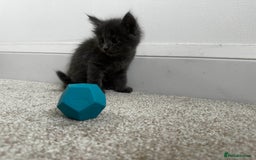 Maine Coon cats for sale: Rare Maine Coon/Russian Blue Kittens - Image 13