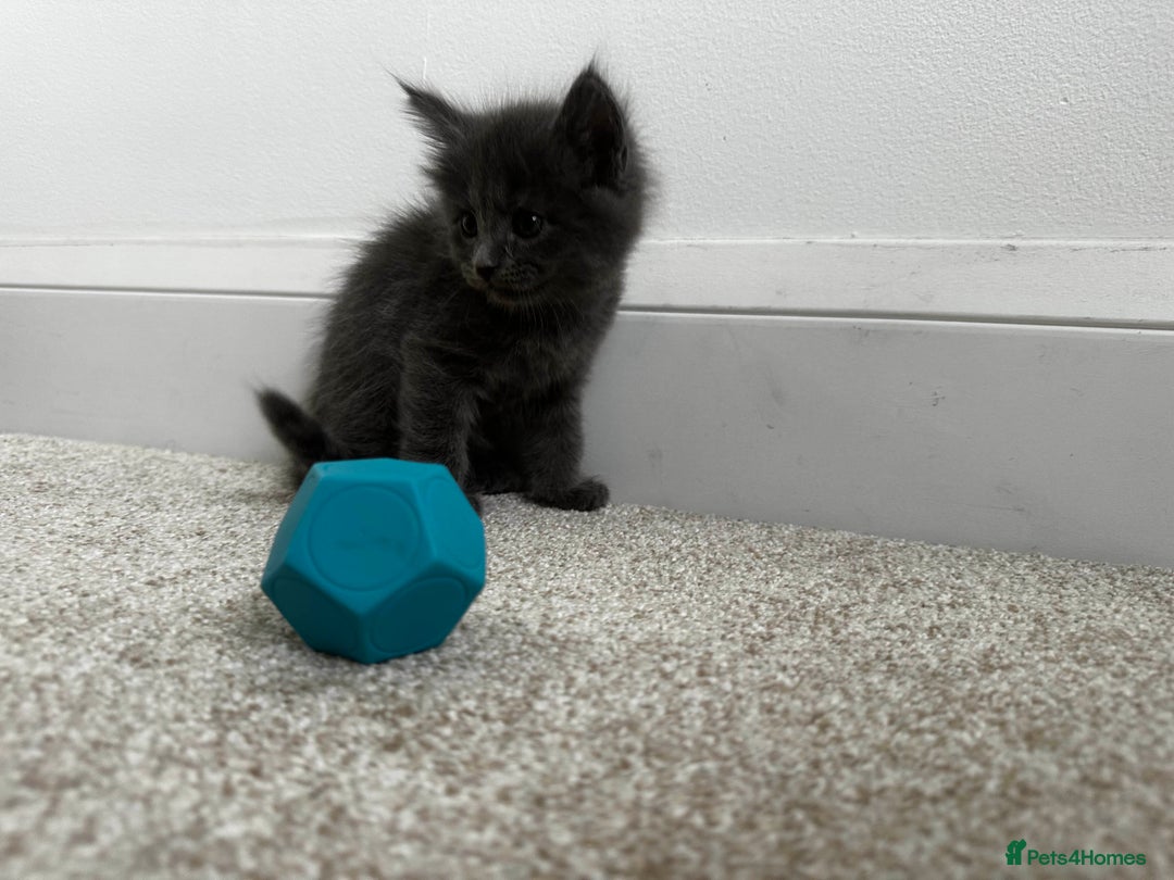 Maine Coon cats for sale: Rare Maine Coon/Russian Blue Kittens - Image 13