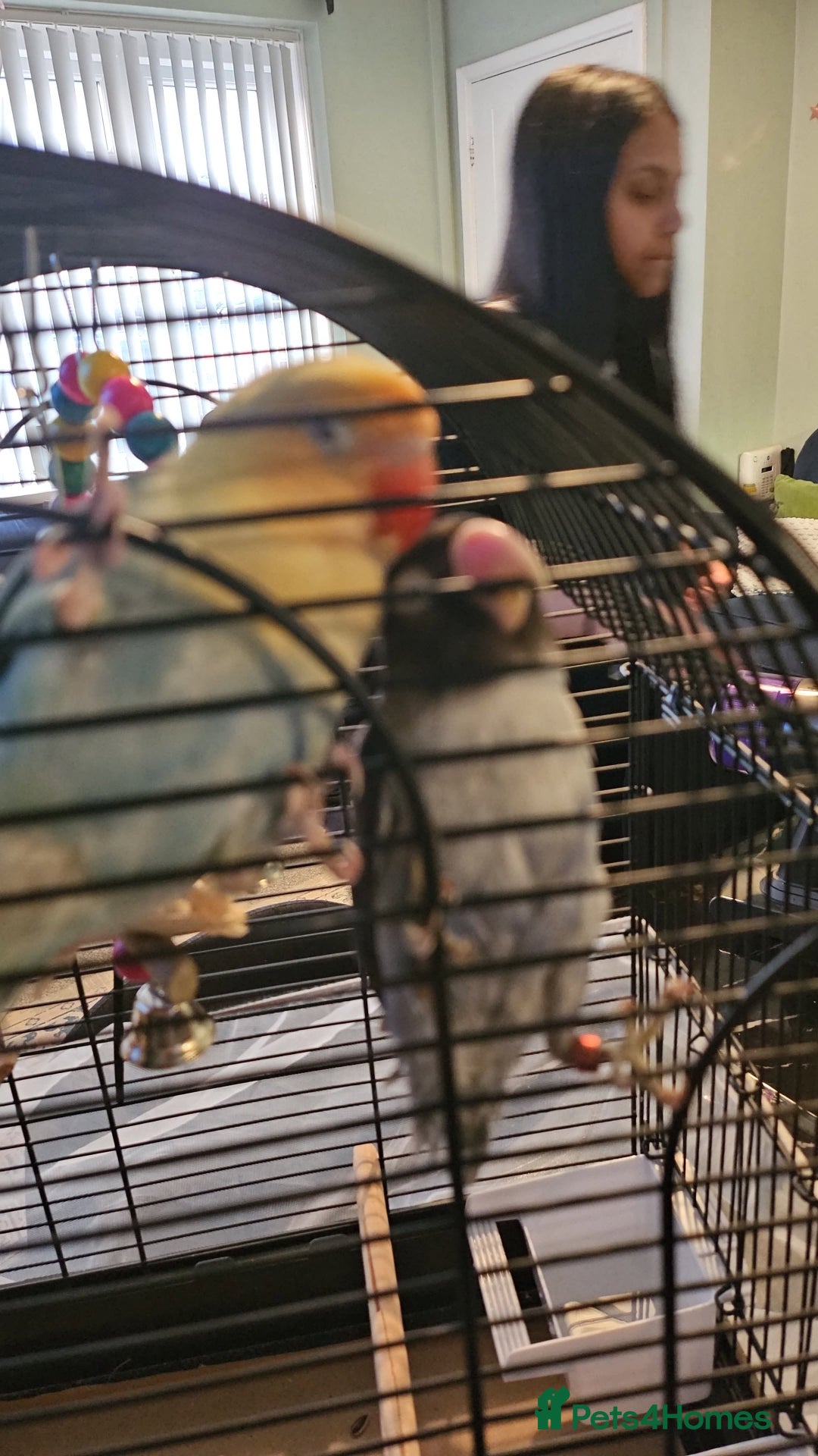 Lovebirds birds for sale: 2 bonded female lovebirds to be taken together.  - Advert 4