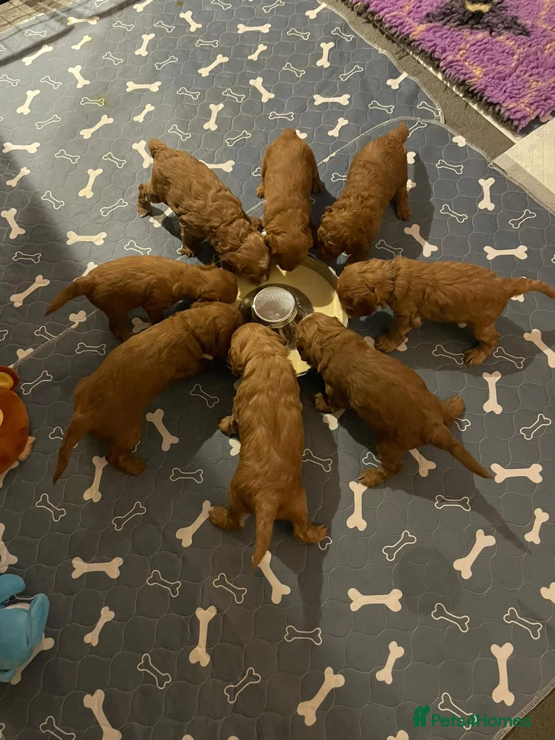 Cockapoo dogs for stud: F1 cocapoo well Proven extensively health tested in Bromley - Advert 11