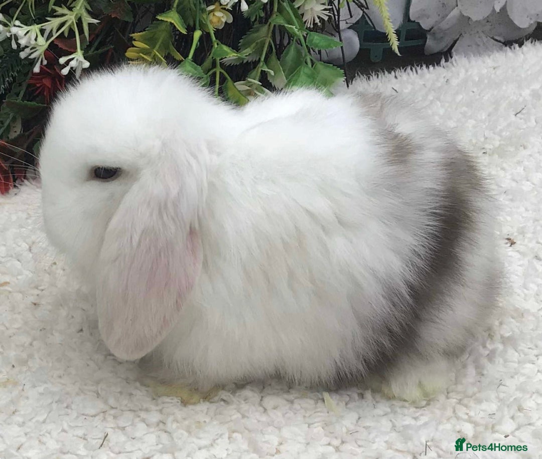 Mini Lop rabbits for sale: Mini lop buck - Advert 3