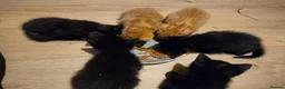 British Shorthair cats for sale: Kittens in Middlesbrough - Advert 5