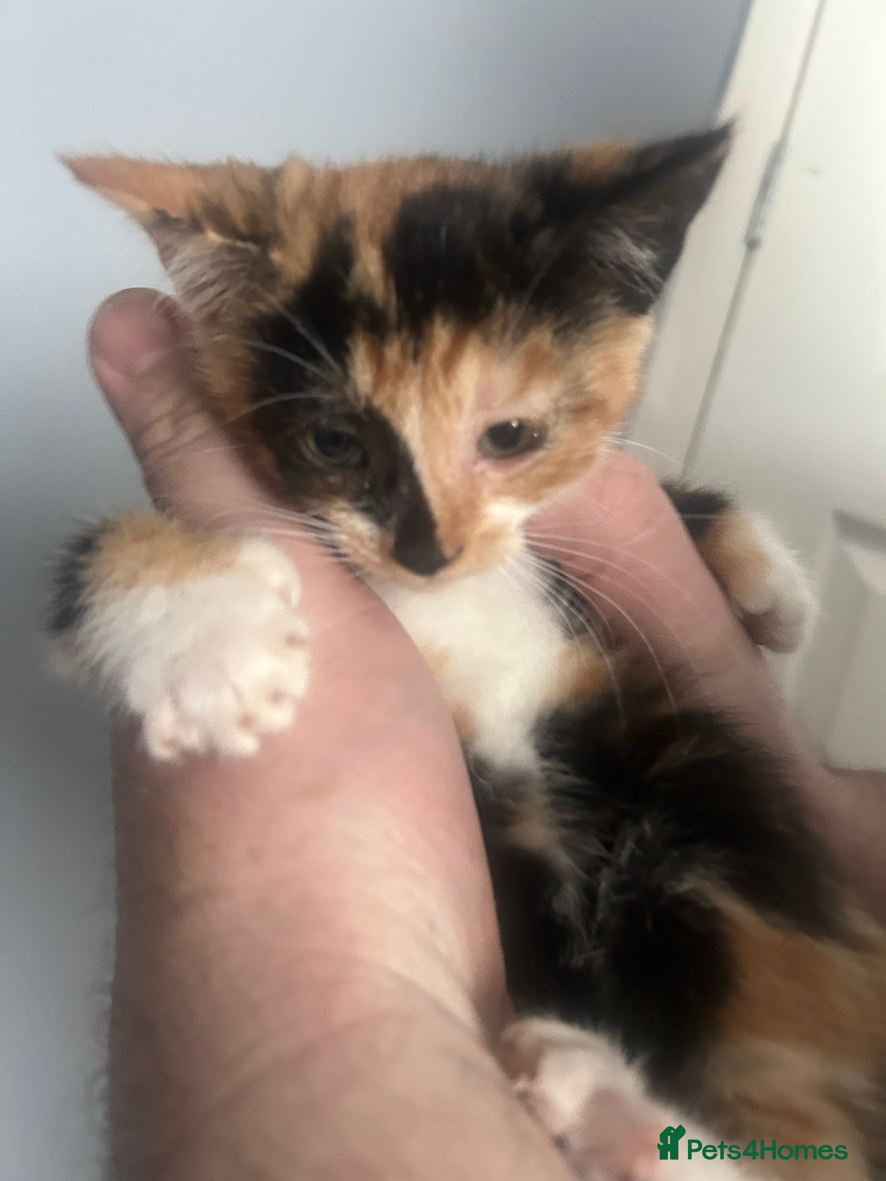 Domestic Shorthair cats Kittens! 🐾ready 1 left  9 weeks old  - Advert 16
