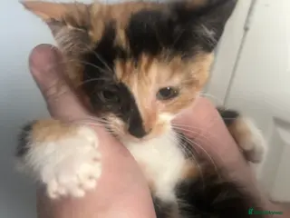 Domestic Shorthair cats Kittens! 🐾ready 1 left 9 weeks old - Advert 16