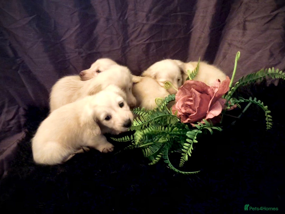 Miniature Dachshund dogs for sale: English Cream miniature dachshund  - Advert 22