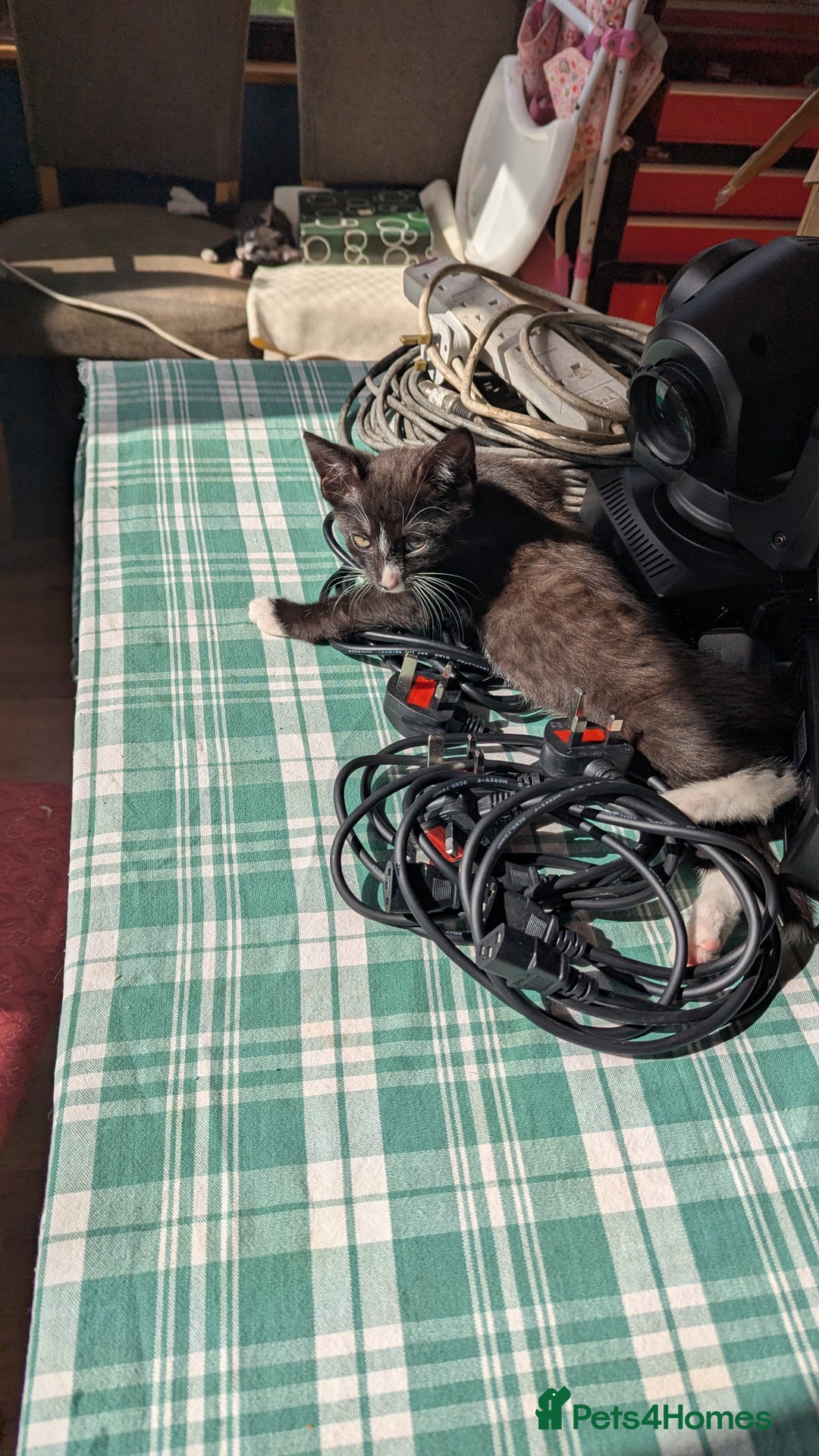 Mixed Breed cats for sale: Mixed breed , Maine coon x rag doll x local tom ! - Image 6
