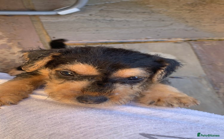 Lakeland Terrier dogs Lakeland Terrier pups - one dog left! Black & tan! - Advert 1