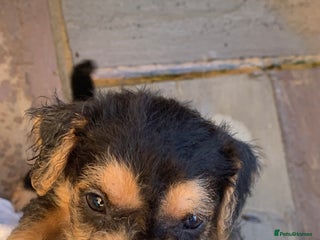 Lakeland Terrier dogs Lakeland Terrier pups - one dog left! Black & tan! - Advert 2