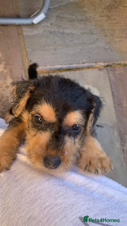 Lakeland Terrier dogs Lakeland Terrier pups - one dog left! Black & tan! - Advert 5