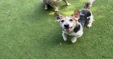 Mixed Breed dogs - Advert 6
